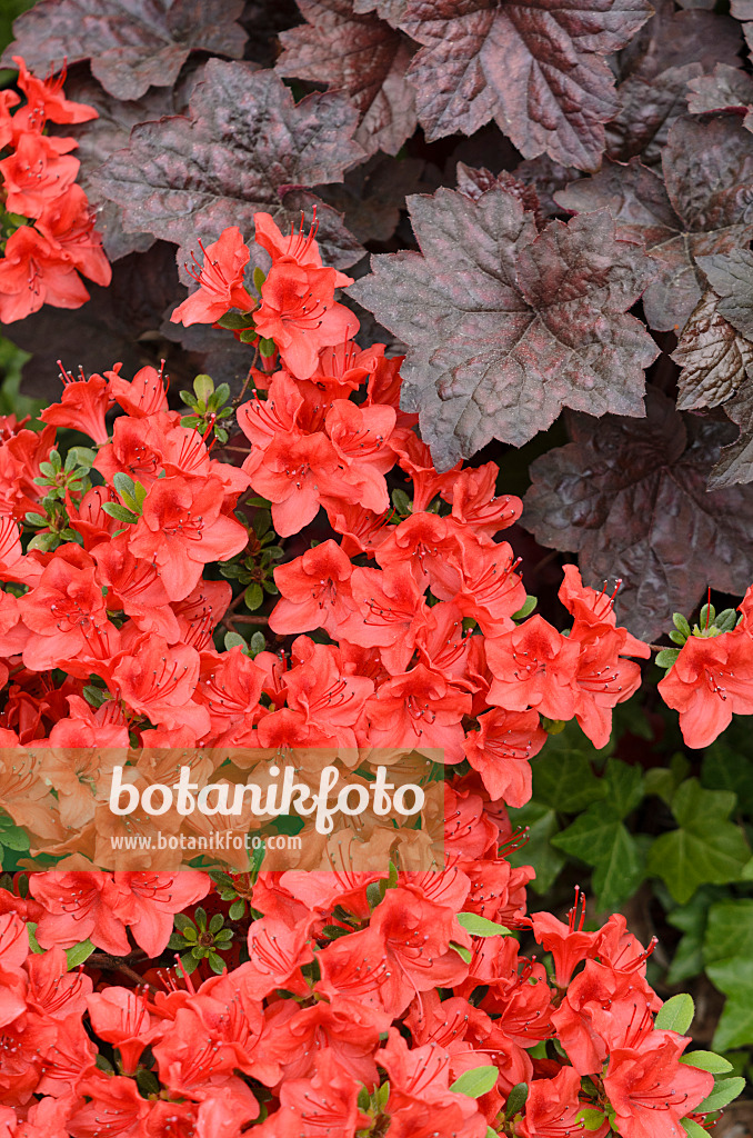 520299 - Japanische Azalee (Rhododendron x obtusum 'Hino-Crimson') und Purpurglöckchen (Heuchera micrantha 'Palace Purple')