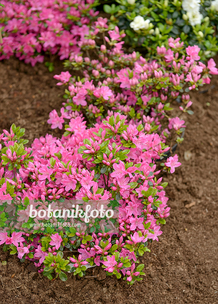 558216 - Japanische Azalee (Rhododendron x obtusum 'Kermesina')