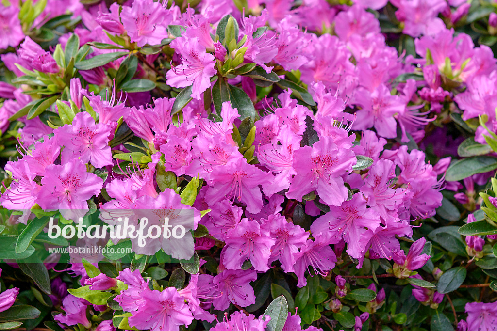 558217 - Japanische Azalee (Rhododendron x obtusum 'Königstein')