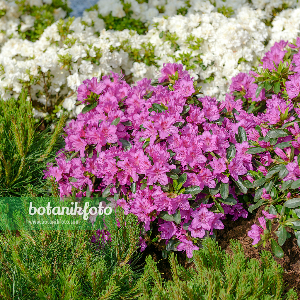 558218 - Japanische Azalee (Rhododendron x obtusum 'Königstein')