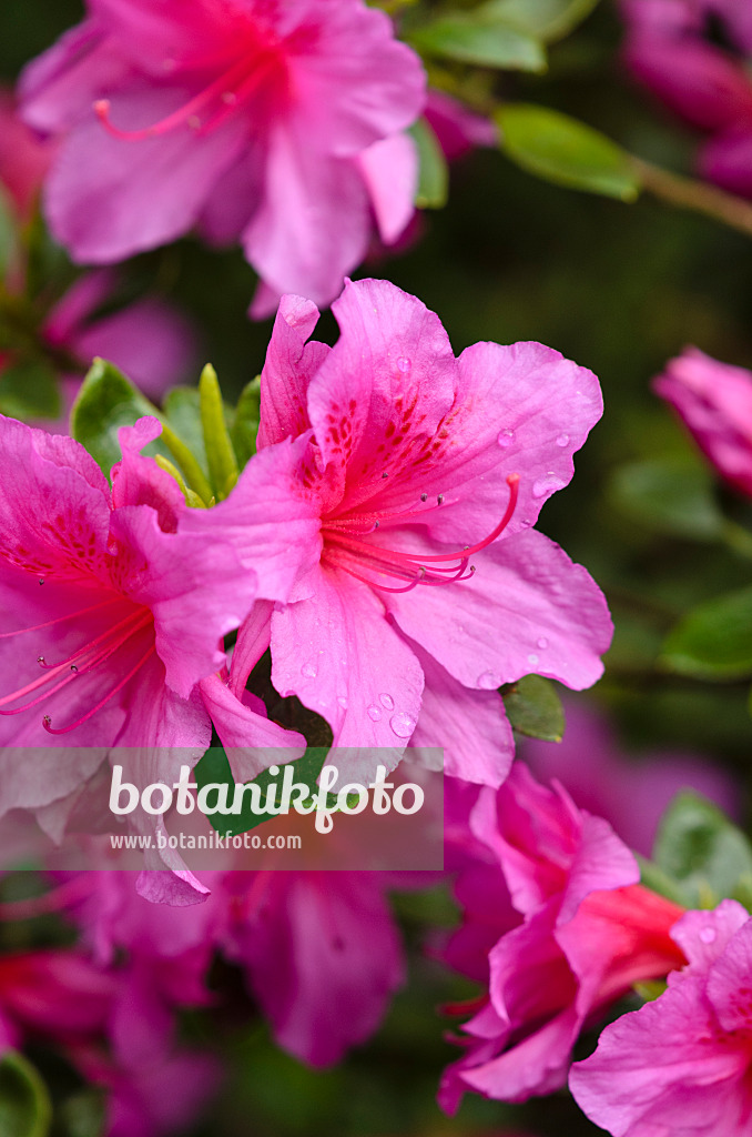 520395 - Japanische Azalee (Rhododendron x obtusum 'Popzi')