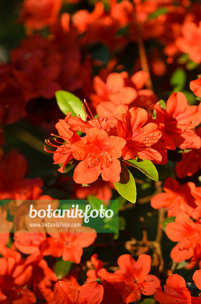 520368 - Japanische Azalee (Rhododendron x obtusum 'Rotstein')