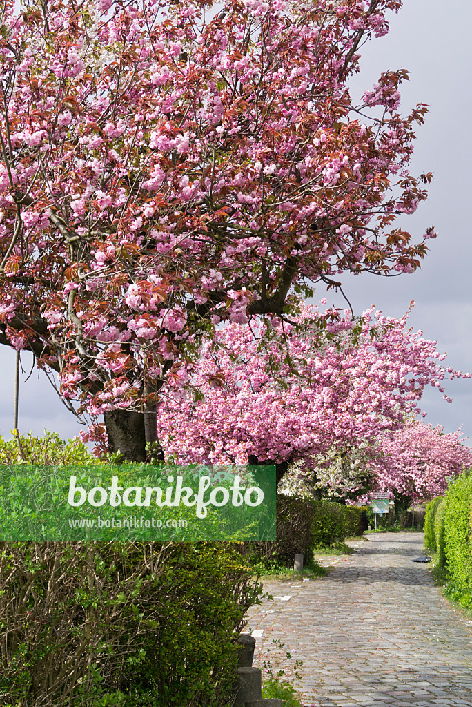 556087 - Japanische Blütenkirsche (Prunus serrulata)