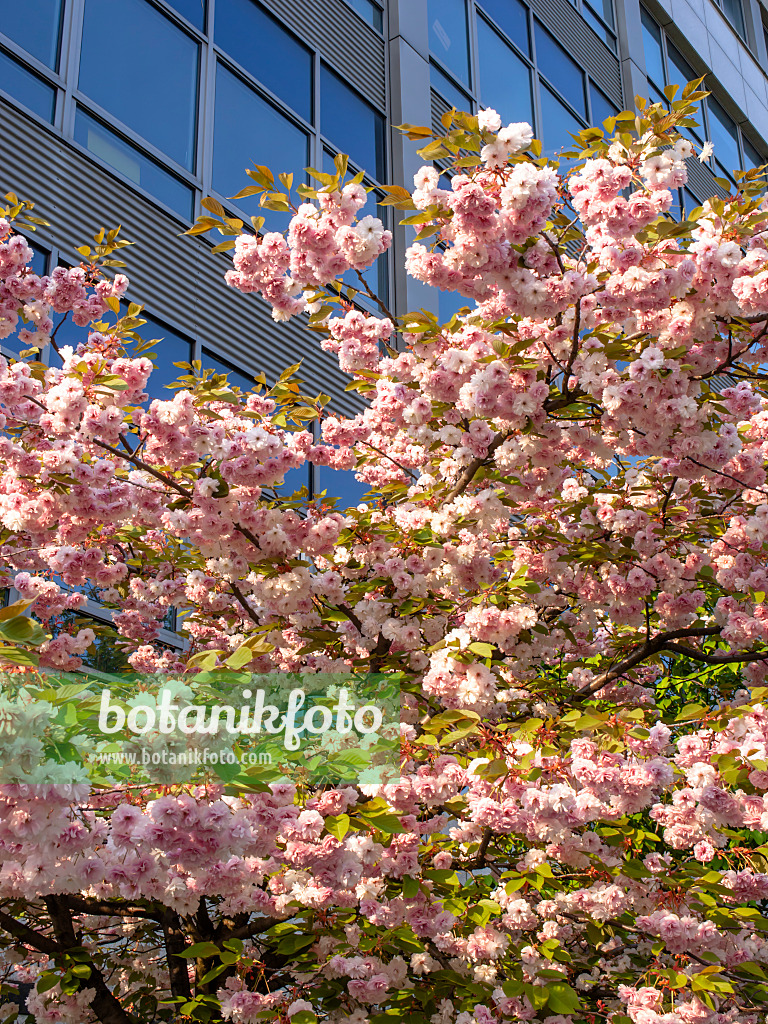 437208 - Japanische Blütenkirsche (Prunus serrulata 'Kanzan')