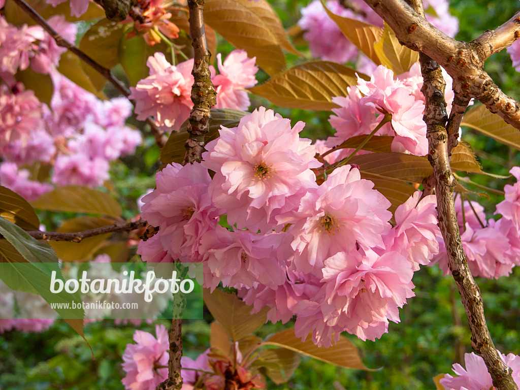 448025 - Japanische Blütenkirsche (Prunus serrulata 'Kanzan')