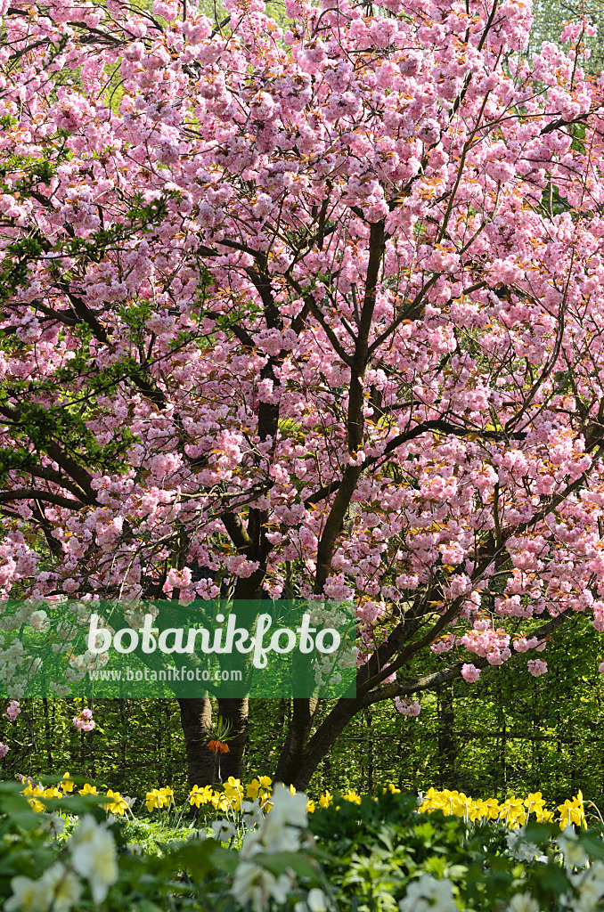 495220 - Japanische Blütenkirsche (Prunus serrulata 'Kanzan') und Narzissen (Narcissus)