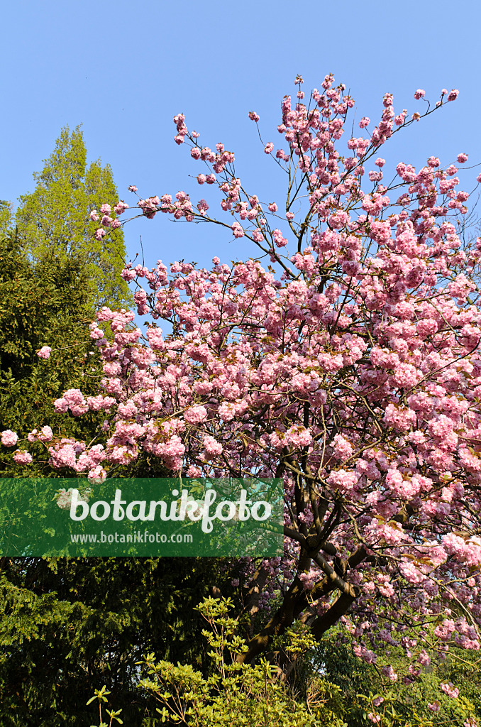 495244 - Japanische Blütenkirsche (Prunus serrulata 'Kanzan')