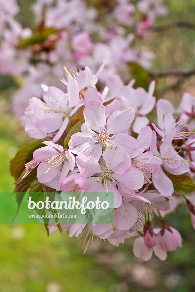 555109 - Japanische Blütenkirsche (Prunus serrulata 'Kanzan')