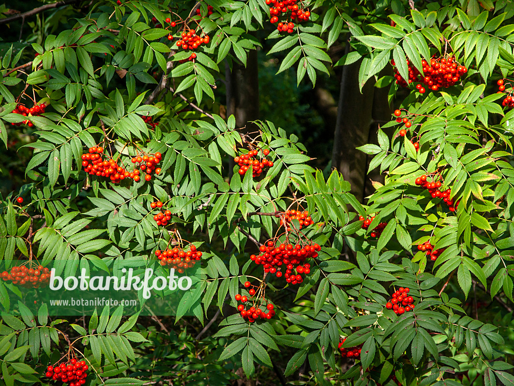 442092 - Japanische Eberesche (Sorbus commixta)