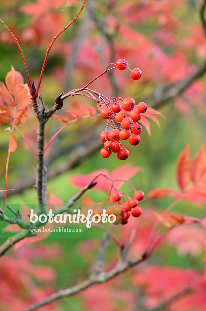 524218 - Japanische Eberesche (Sorbus commixta)