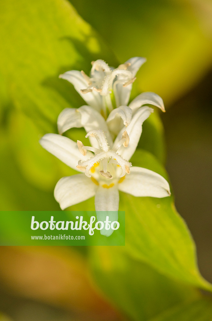 525294 - Japanische Krötenlilie (Tricyrtis hirta 'Alba')