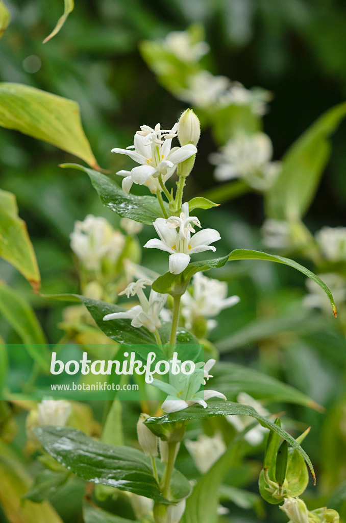 549109 - Japanische Krötenlilie (Tricyrtis hirta 'Alba')