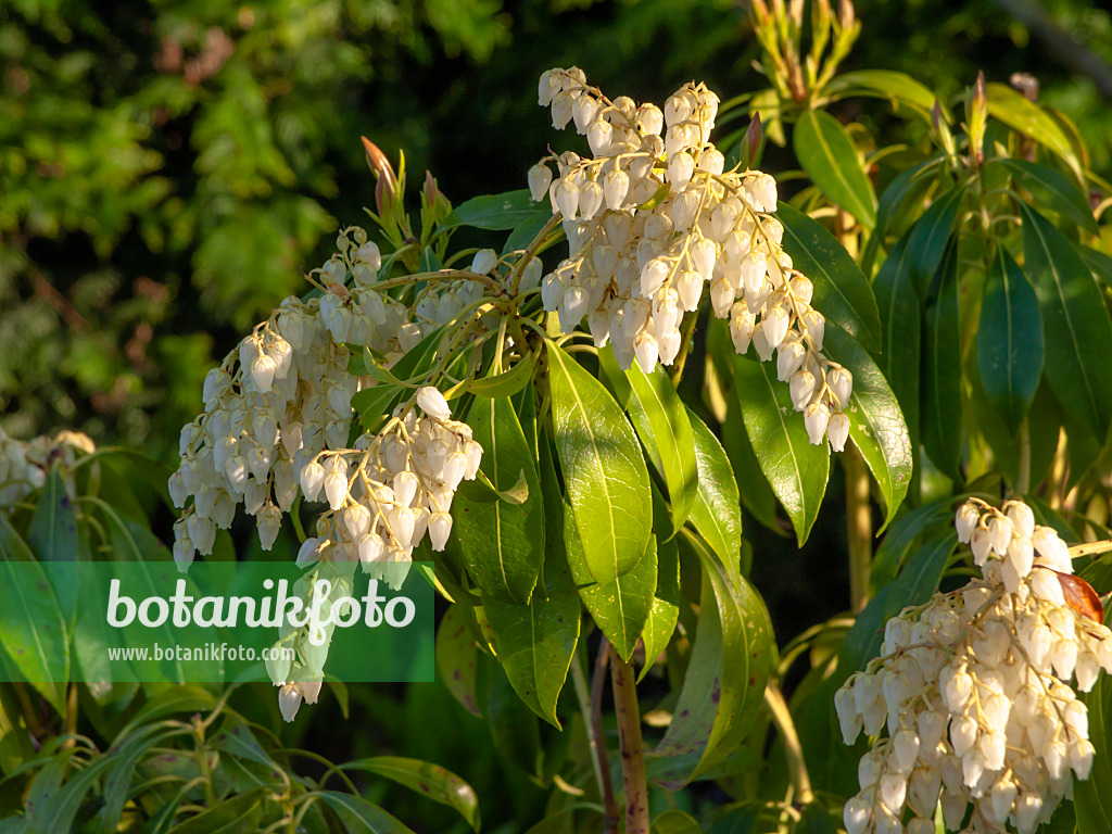 437118 - Japanische Lavendelheide (Pieris japonica)