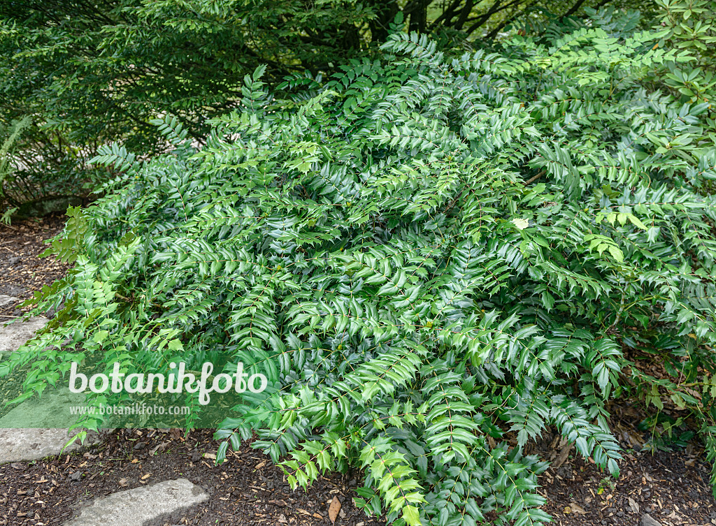 575138 - Japanische Mahonie (Mahonia japonica)