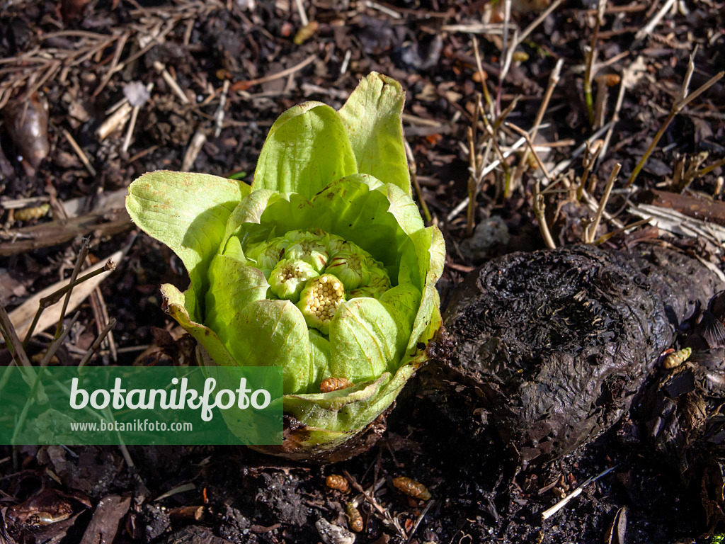 436070 - Japanische Pestwurz (Petasites japonicus)