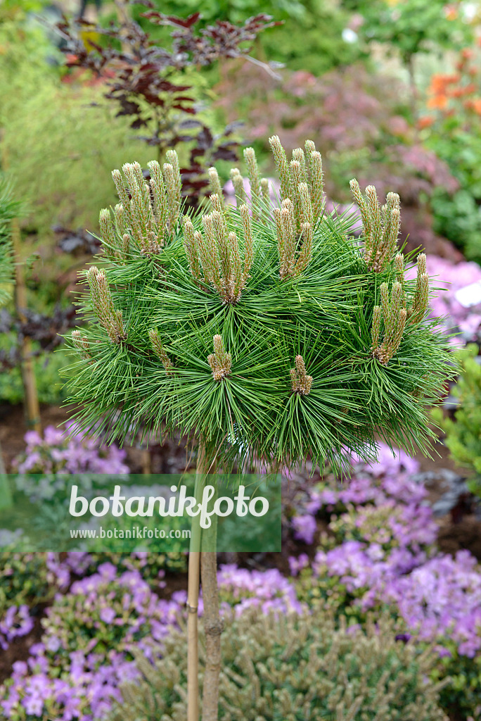 558181 - Japanische Rotkiefer (Pinus densiflora 'Low Glow')