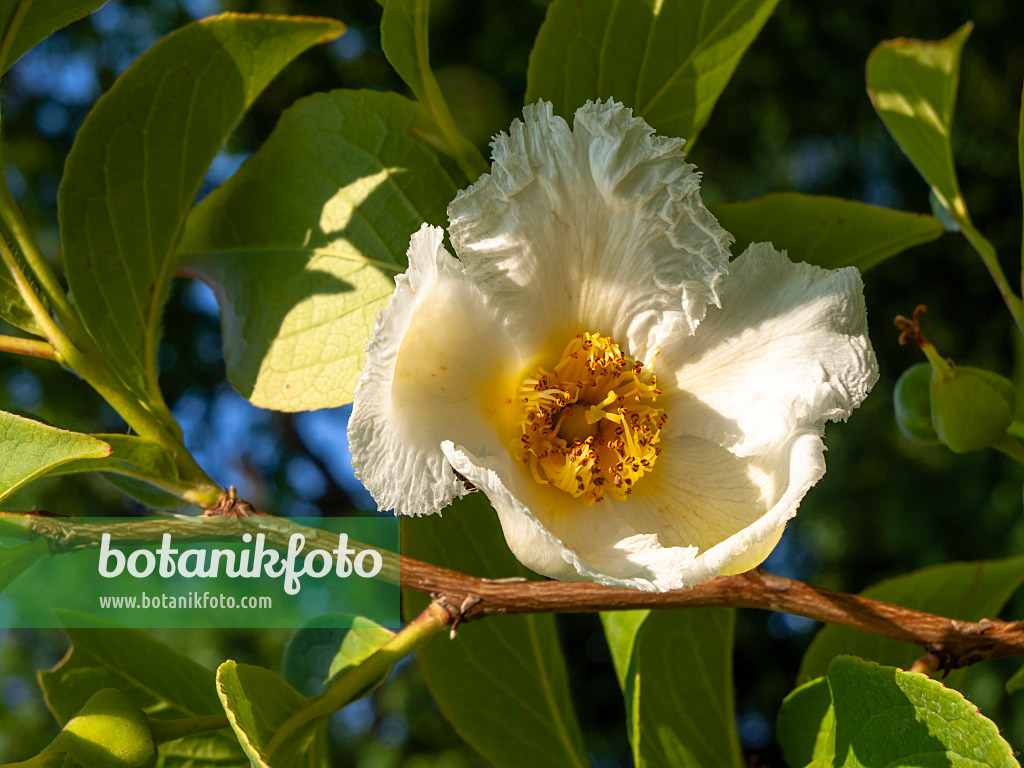 438291 - Japanische Scheinkamelie (Stewartia pseudocamellia)