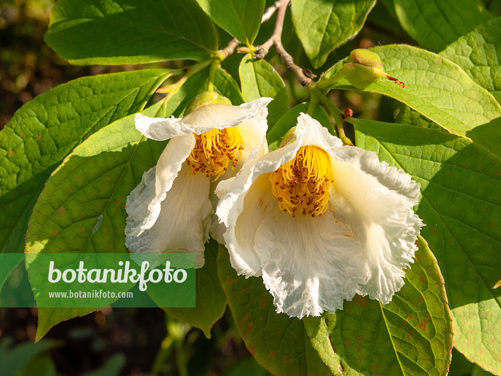 438294 - Japanische Scheinkamelie (Stewartia pseudocamellia)