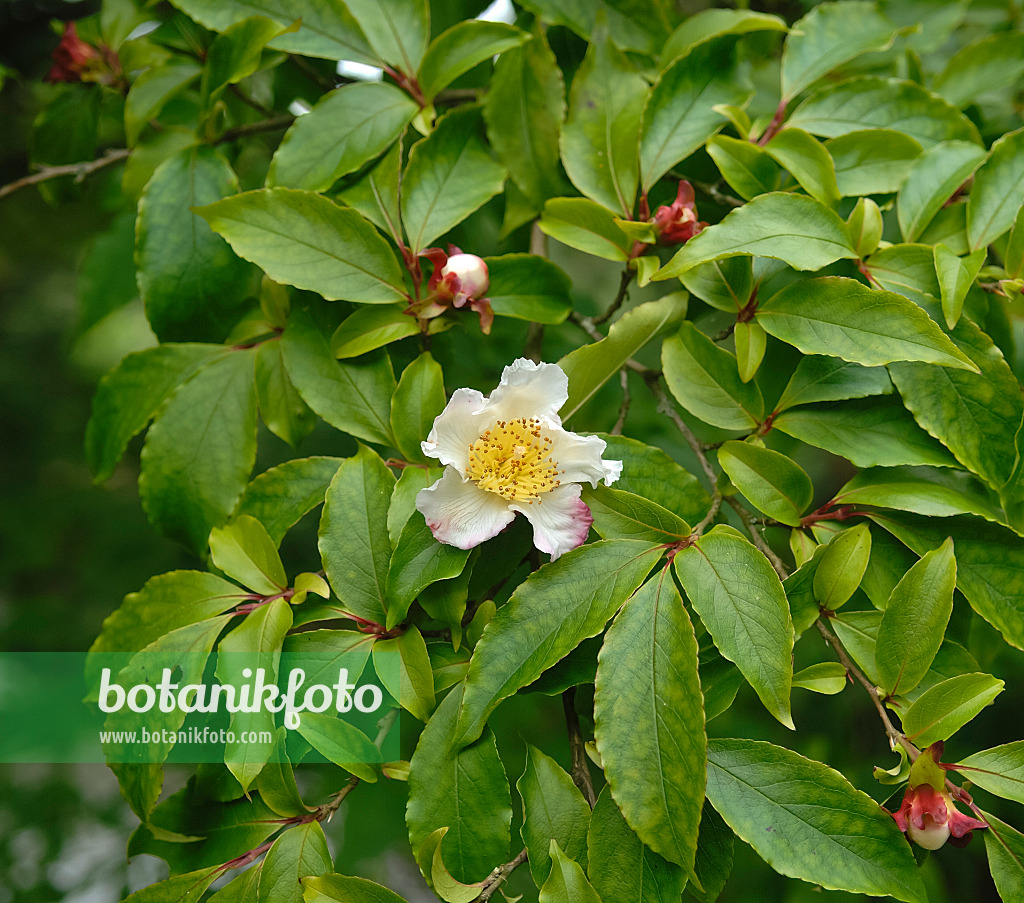 454097 - Japanische Scheinkamelie (Stewartia pseudocamellia)