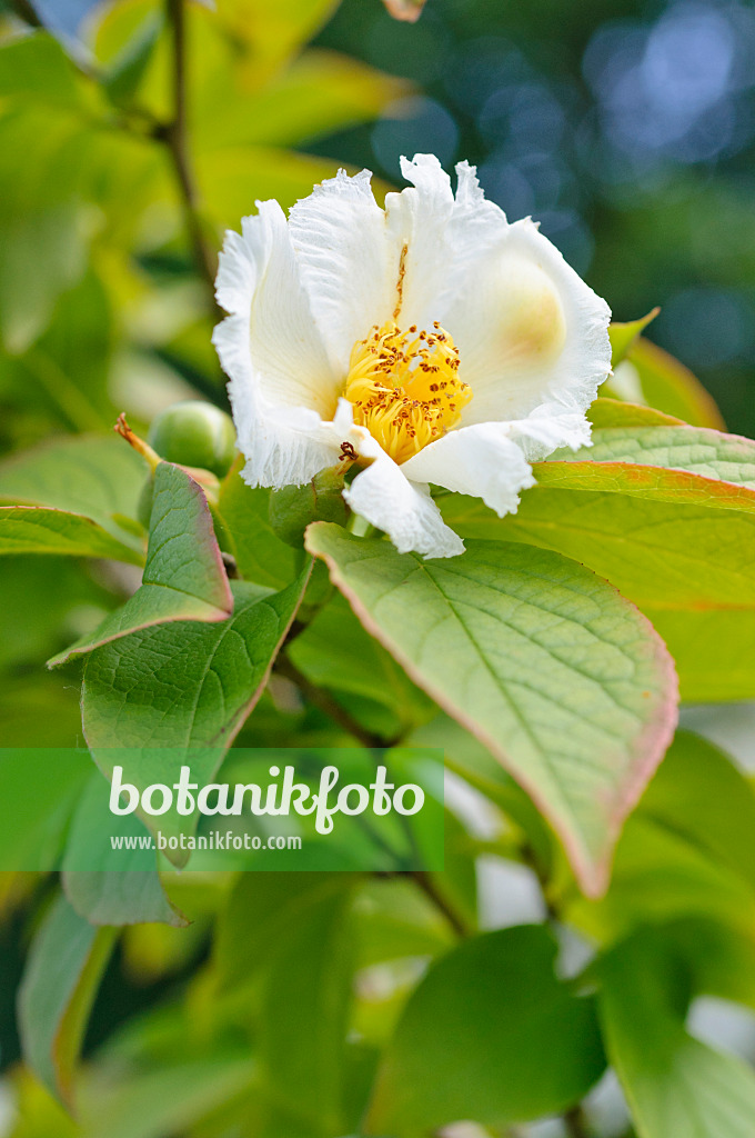 473234 - Japanische Scheinkamelie (Stewartia pseudocamellia)