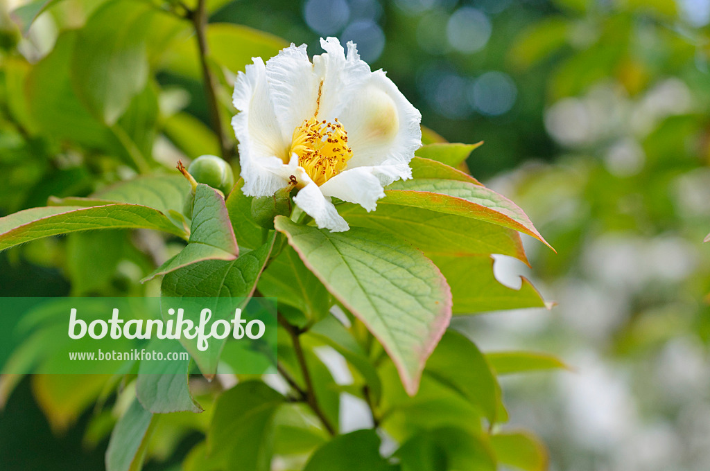 473235 - Japanische Scheinkamelie (Stewartia pseudocamellia)