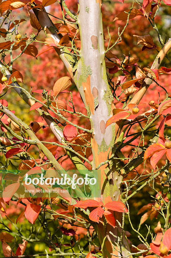 525320 - Japanische Scheinkamelie (Stewartia pseudocamellia)