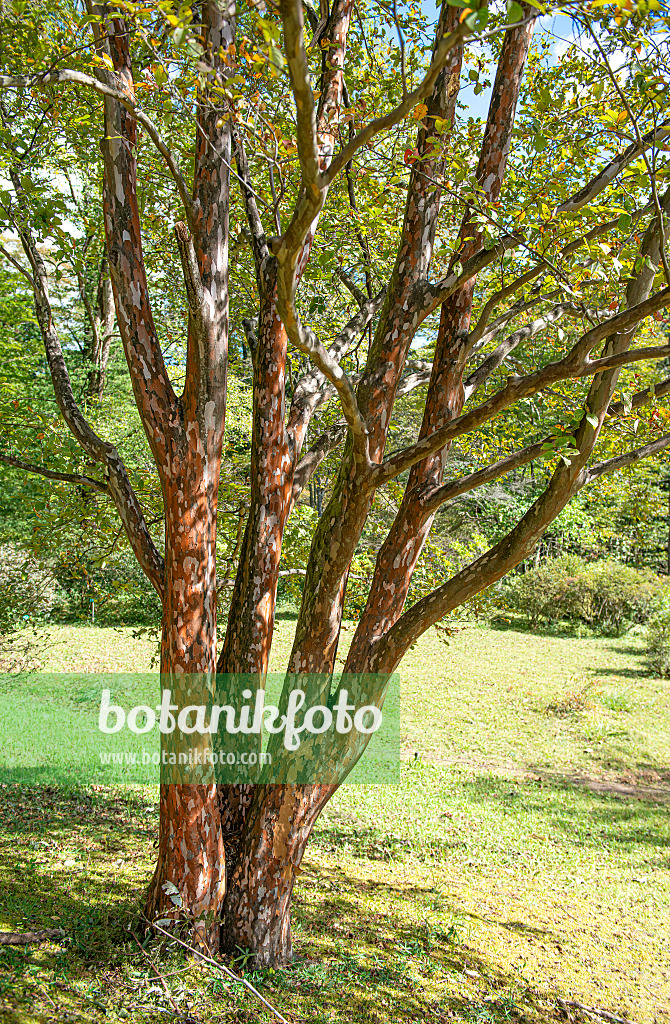 607214 - Japanische Scheinkamelie (Stewartia pseudocamellia)