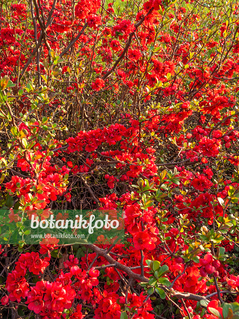 412024 - Japanische Scheinquitte (Chaenomeles japonica)