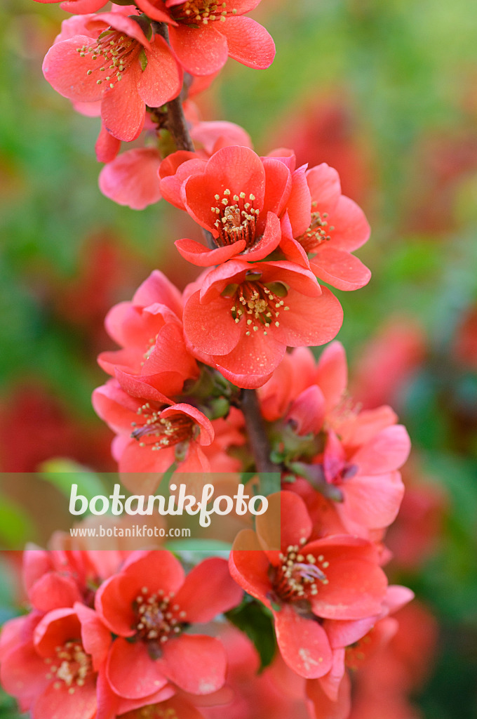 471173 - Japanische Scheinquitte (Chaenomeles japonica)