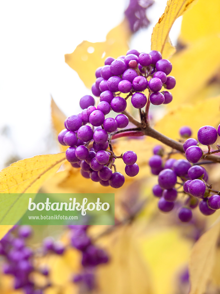 431009 - Japanische Schönfrucht (Callicarpa japonica)