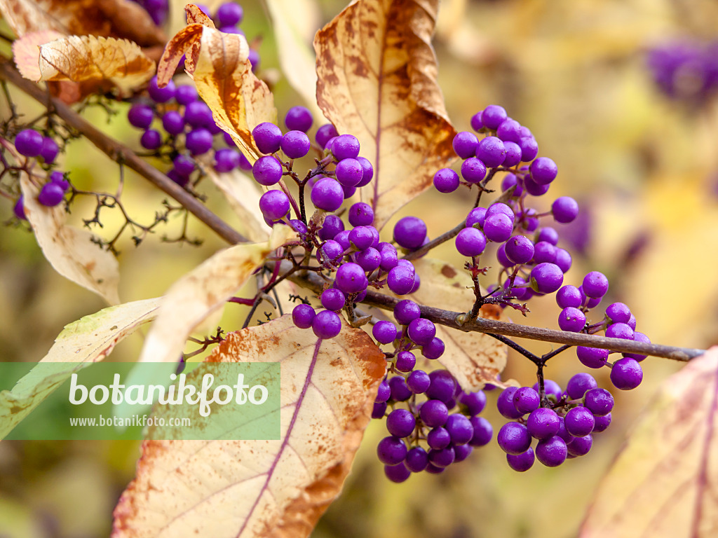 431010 - Japanische Schönfrucht (Callicarpa japonica)