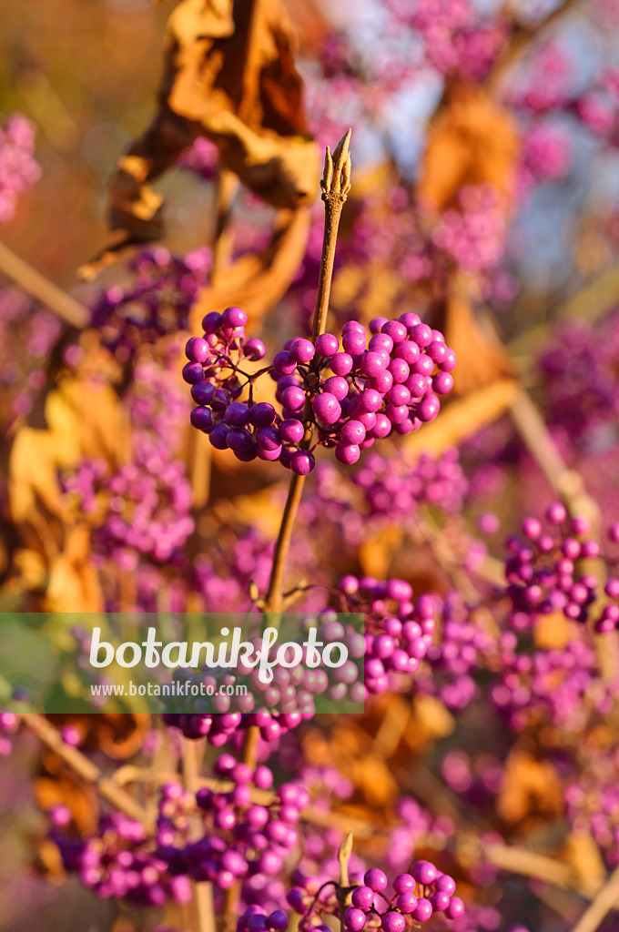 478031 - Japanische Schönfrucht (Callicarpa japonica)