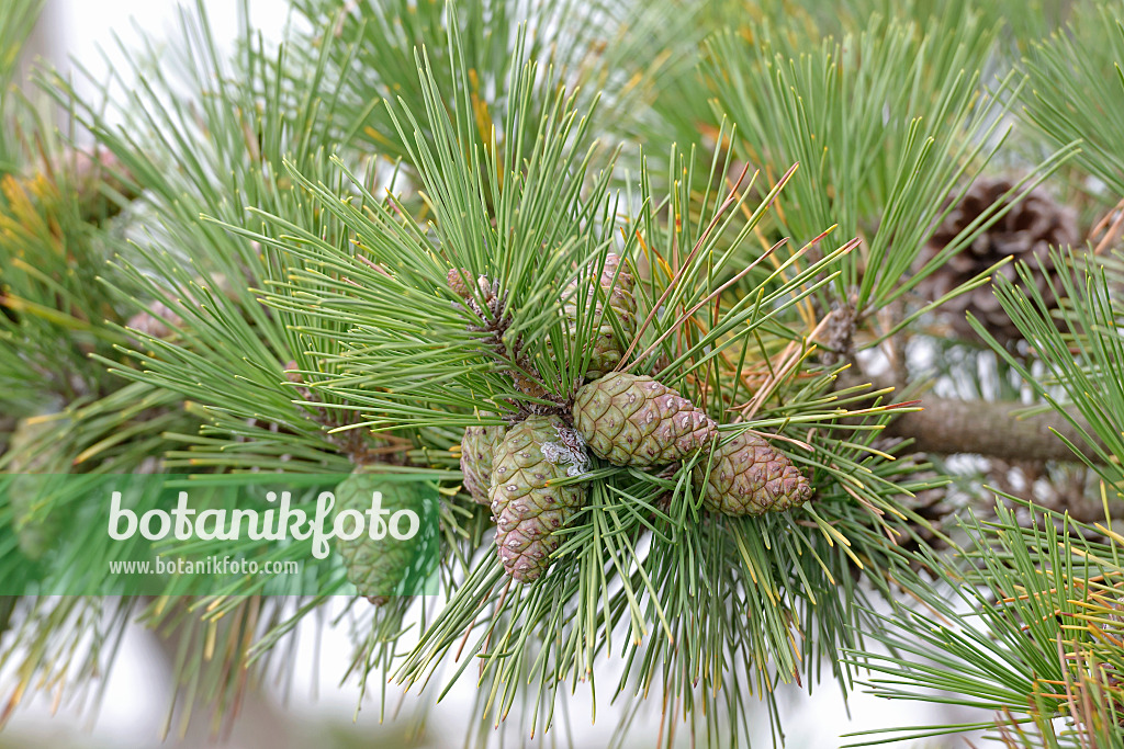 547228 - Japanische Schwarzkiefer (Pinus thunbergii)