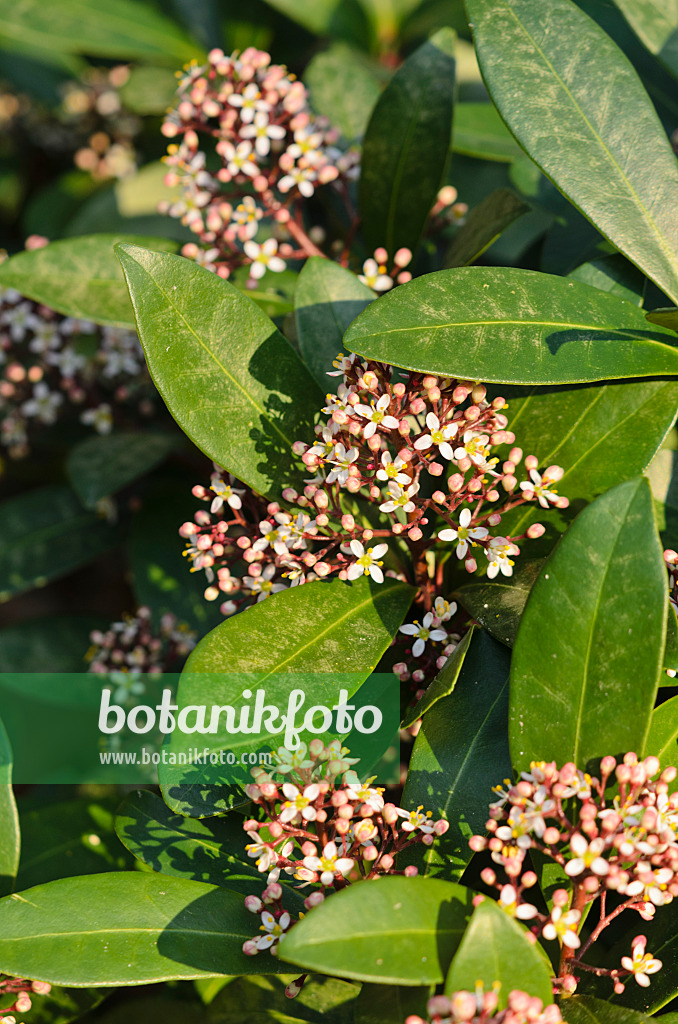 530030 - Japanische Skimmie (Skimmia japonica)