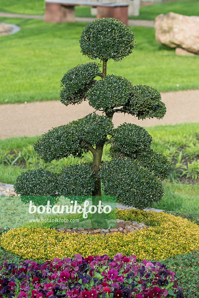 616247 - Japanische Stechpalme (Ilex crenata)