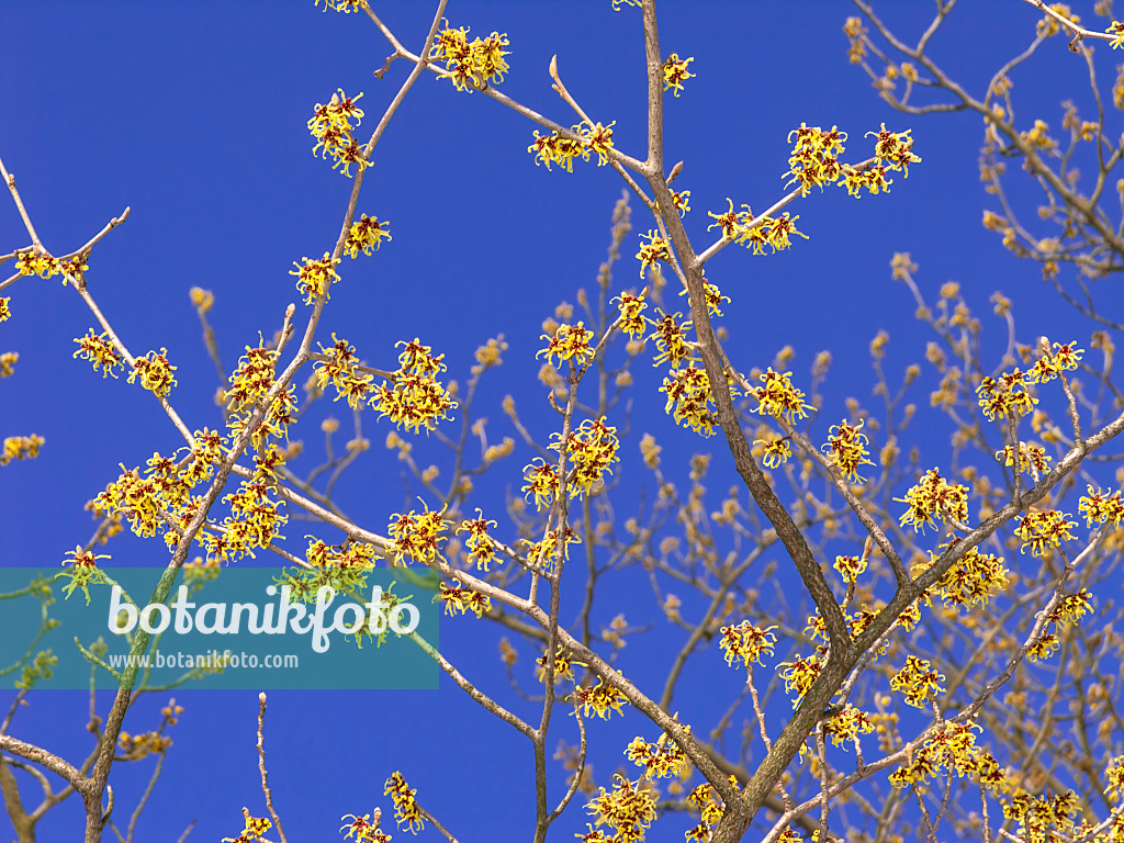 435021 - Japanische Zaubernuss (Hamamelis japonica)