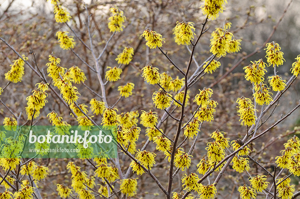 470006 - Japanische Zaubernuss (Hamamelis japonica 'Zuccariniana')