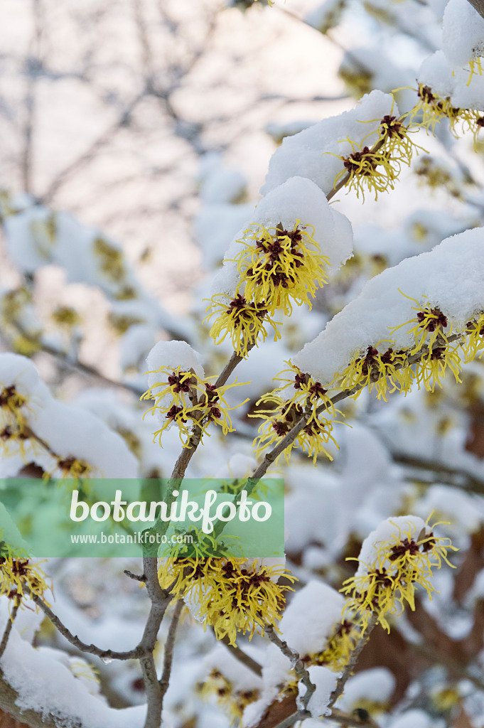 517060 - Japanische Zaubernuss (Hamamelis japonica)