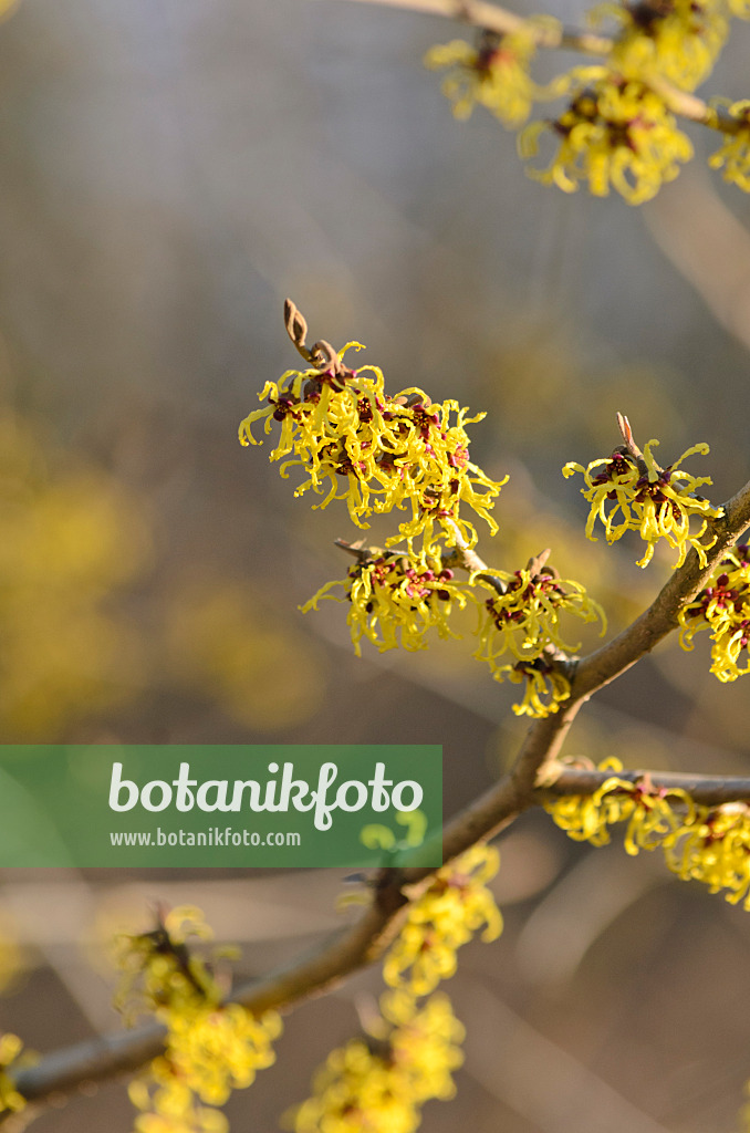 518090 - Japanische Zaubernuss (Hamamelis japonica 'Arborea')