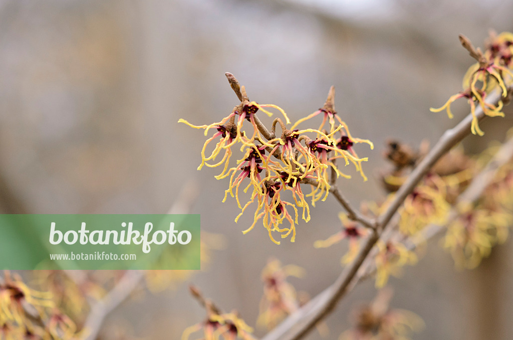 529142 - Japanische Zaubernuss (Hamamelis japonica 'Flavo-Purpurascens')