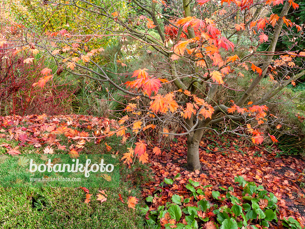 465256 - Japanischer Ahorn (Acer japonicum)