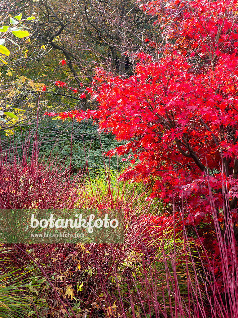 465257 - Japanischer Ahorn (Acer japonicum)