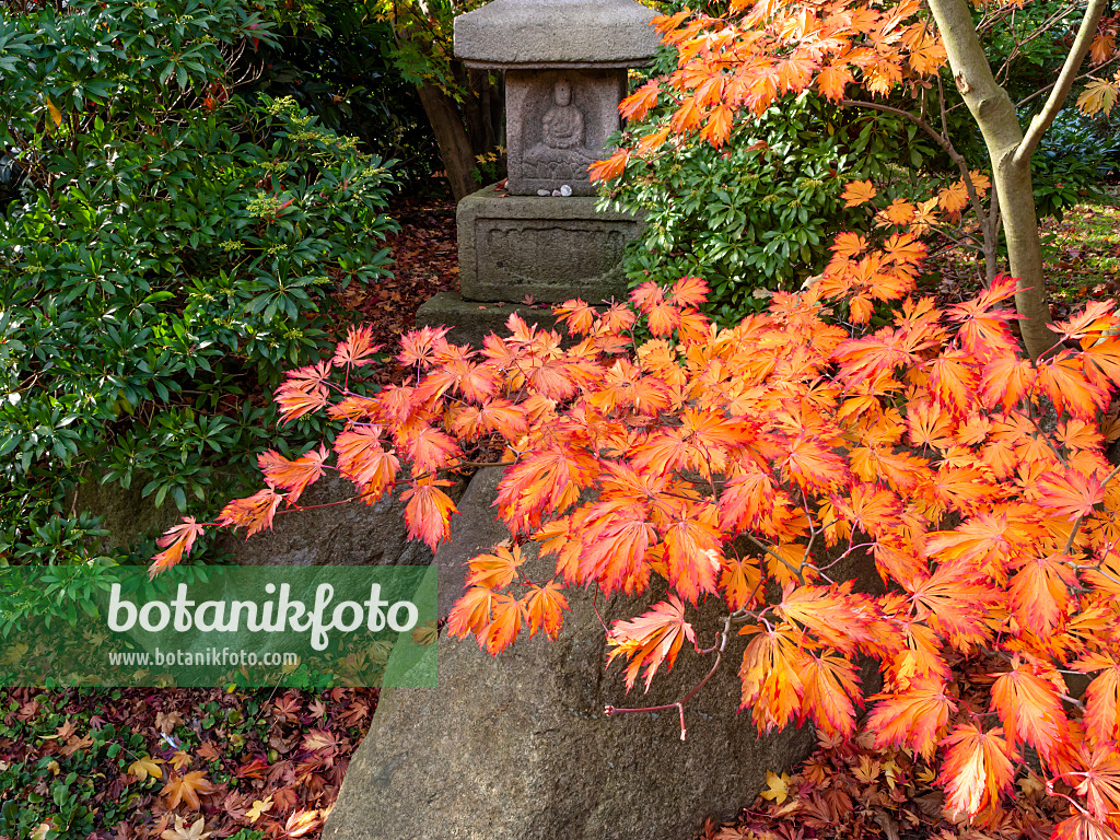 465263 - Japanischer Ahorn (Acer japonicum)