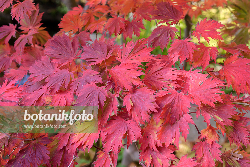 535248 - Japanischer Ahorn (Acer japonicum 'Aconitifolium')