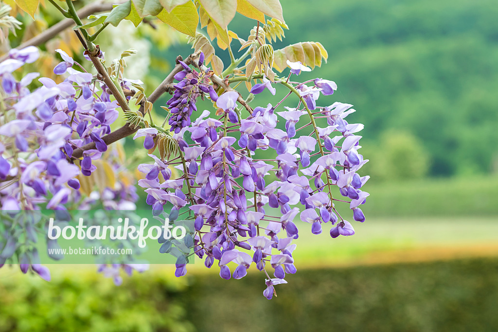 638385 - Japanischer Blauregen (Wisteria brachybotrys 'Okayama')