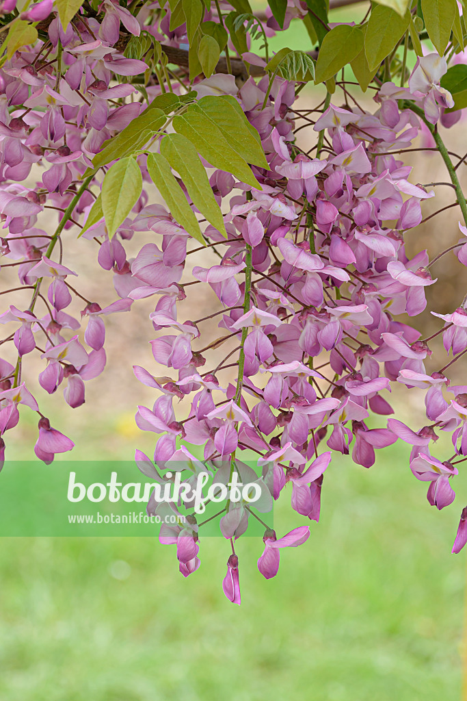 607226 - Japanischer Blauregen (Wisteria brachybotrys 'Showa-beni')