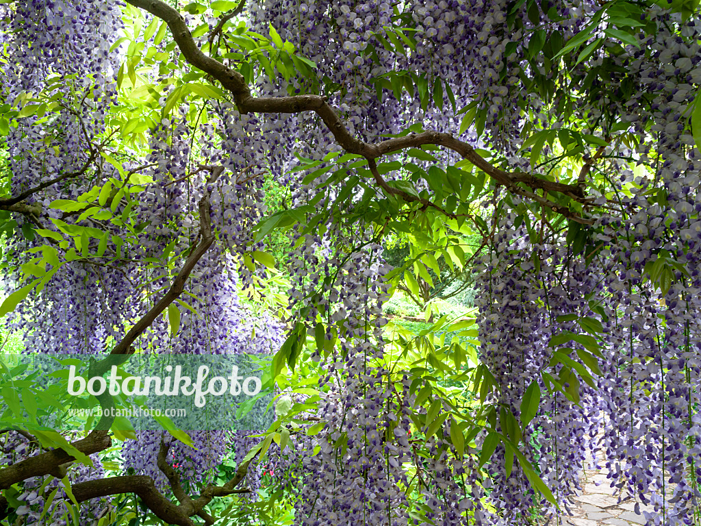 437381 - Japanischer Blauregen (Wisteria floribunda 'Longissima')