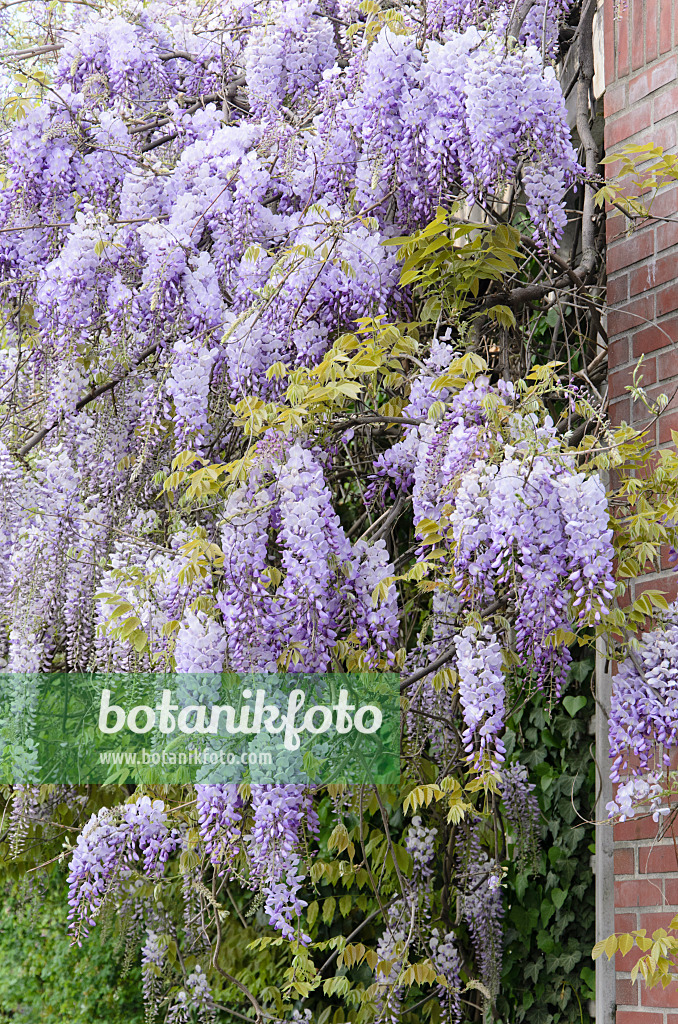 532041 - Japanischer Blauregen (Wisteria floribunda)