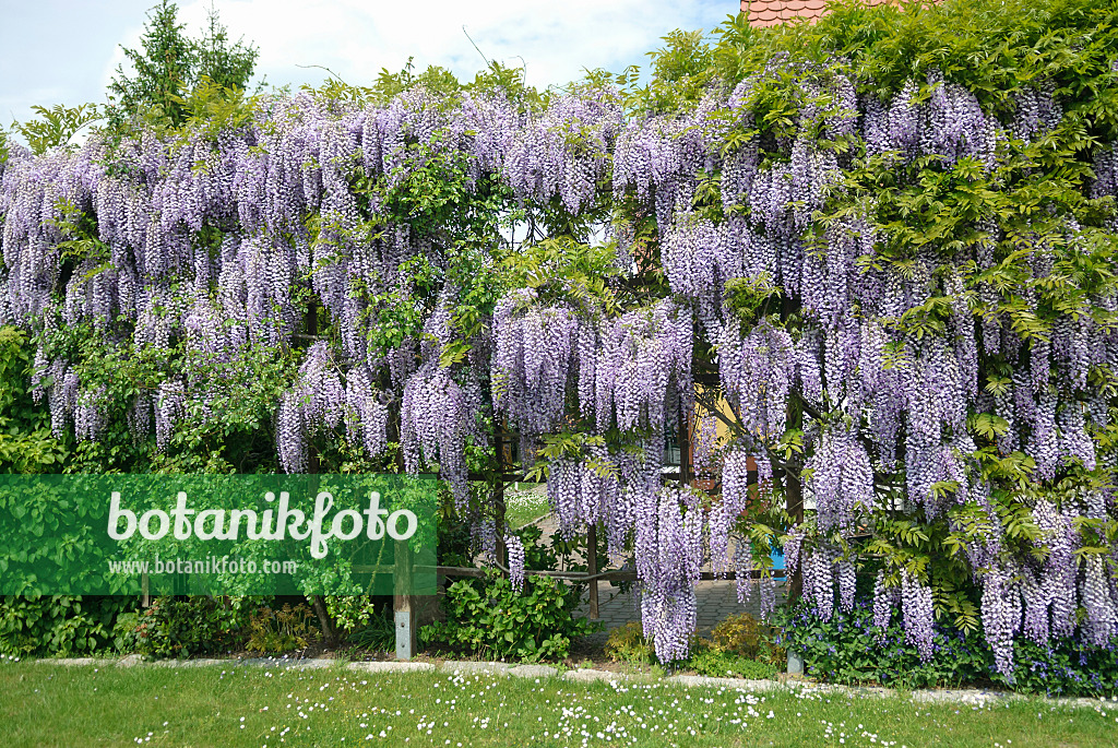 535441 - Japanischer Blauregen (Wisteria floribunda)