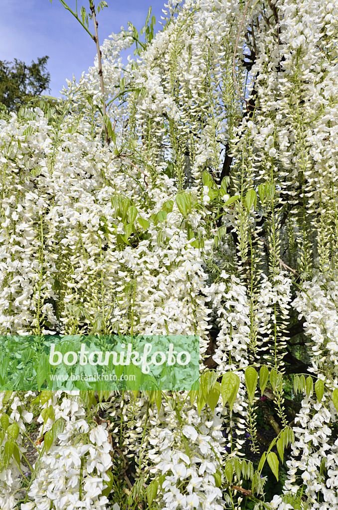 508082 - Japanischer Blauregen (Wisteria floribunda 'Alba')